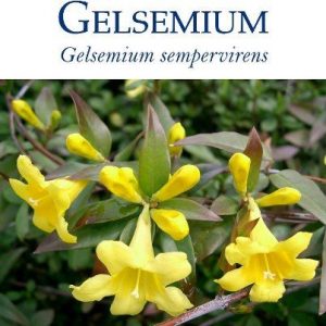 Gelsemium