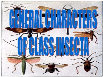 Class insecta, homeopathy